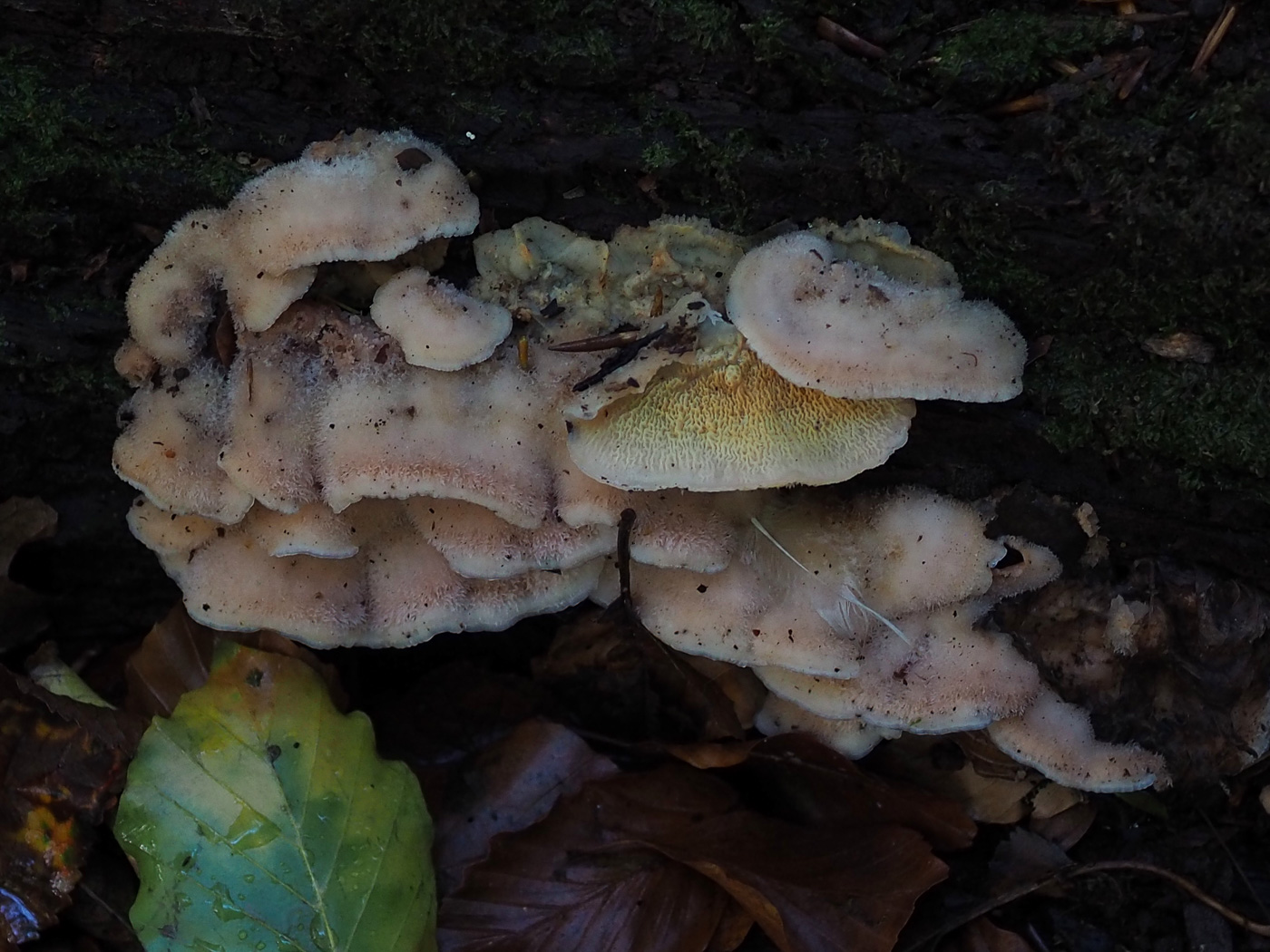 Photo © John Catterson Phlebia tremellosa by John Catterson